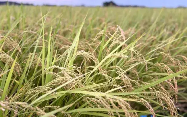 Hanare 6Tsuki June Farm