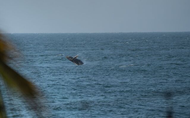 Los Corales
