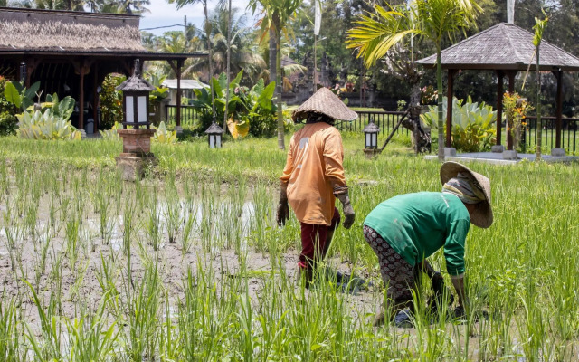 Anumana Village Ubud