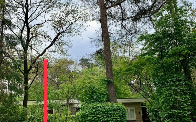 Wilde Moeflon, geniet van de vrije natuur!