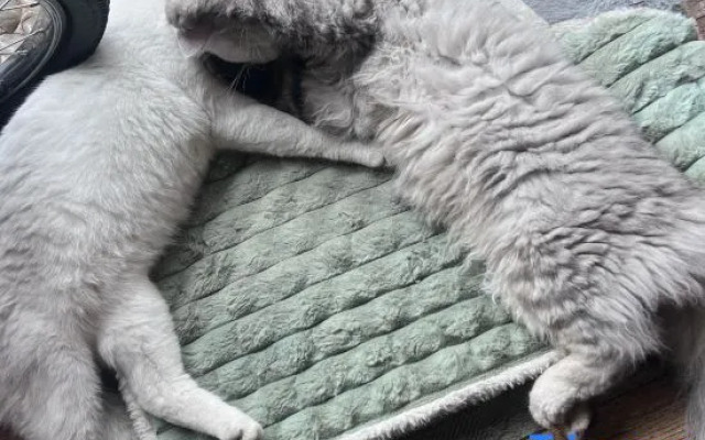 Yougu Xinlu Inn (Dali Qingyin)