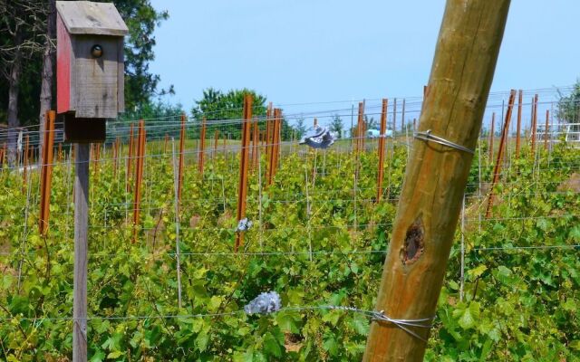 Bluebird Hill Farm B&B