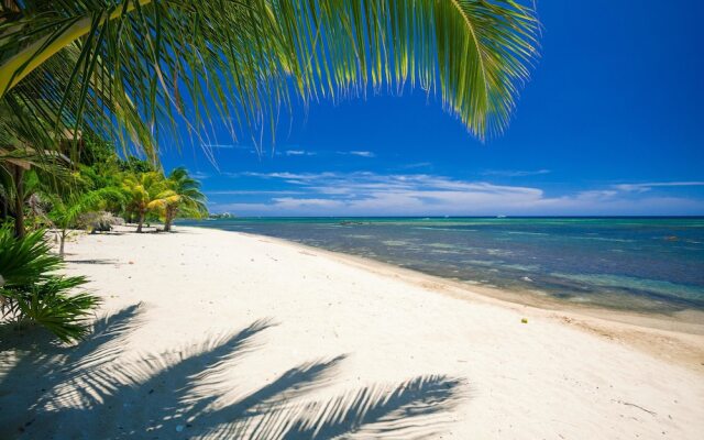 Sand Dollar