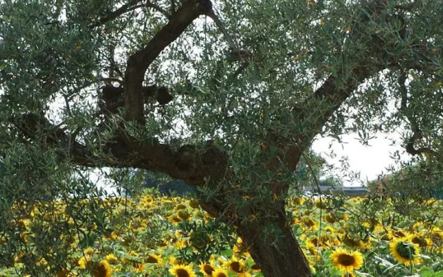 Masseria Le Due Colline