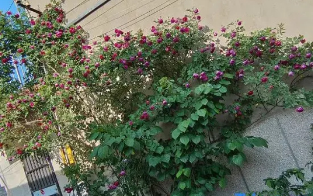 Yangzhou Guke Homestay