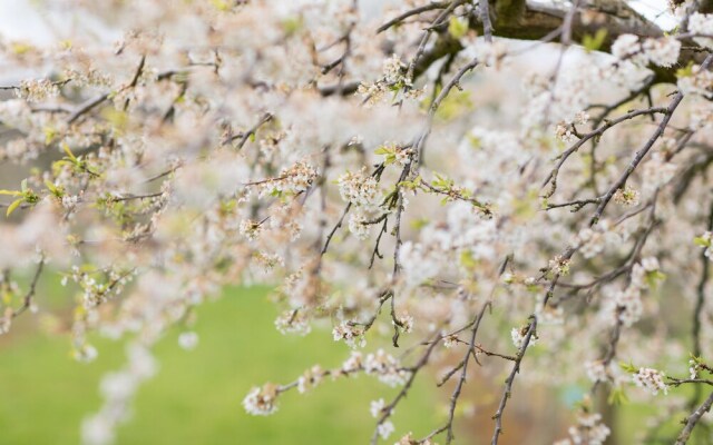 Dragon Orchard Retreat