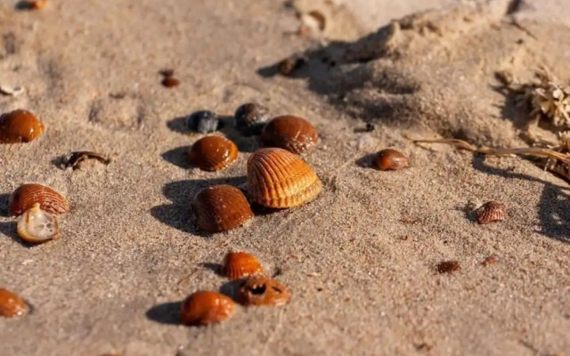 Comfortable Chalet With Dishwasher, Beach at Walkingdistance