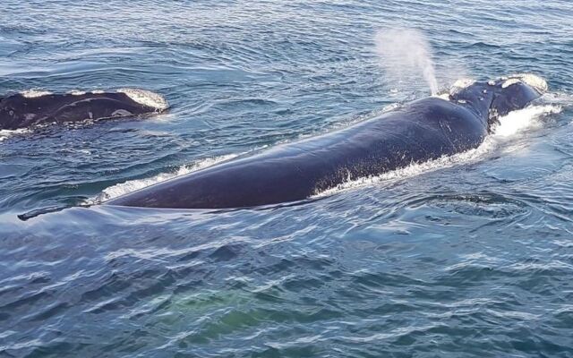 Royal Whale Watching