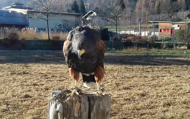 B&B Nido Delle Aquile