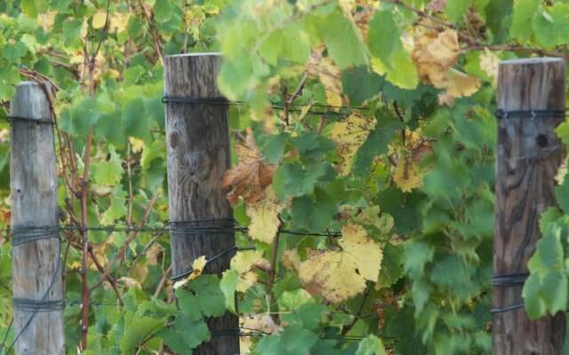 Under Oaks Guest House