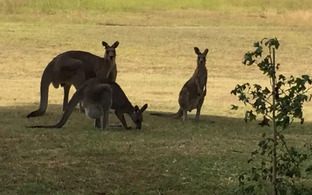 Block Eight Hunter Valley