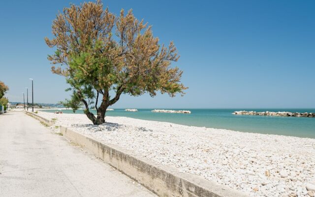 Ostriche 2 in Torino di Sangro Marina