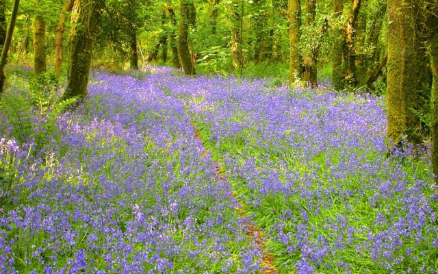 Bluebell Lodge