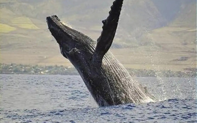 Aina Nalu K203 in Lahaina, Lahaina