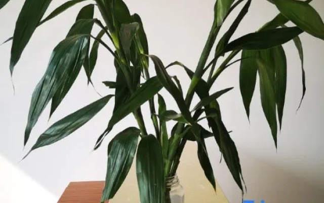 Xiangyun Hotel, Lushan