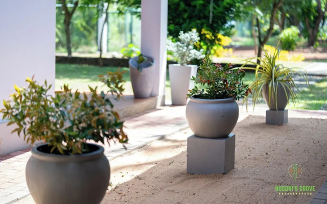 Buddhi's Grove