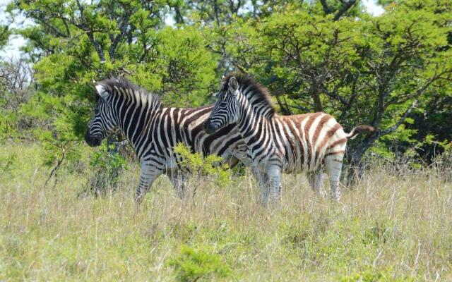 Mpongo Private Game Reserve