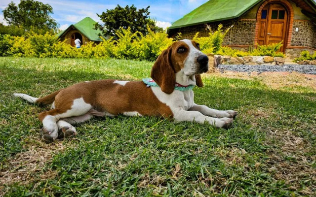Ecohotel Buenavista