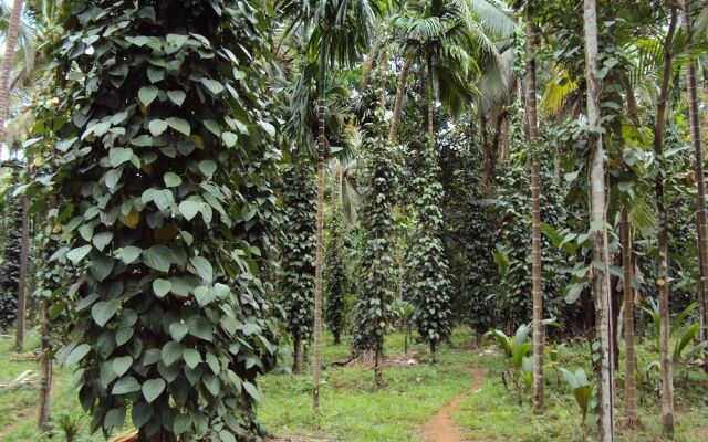 Dudhsagar Plantation