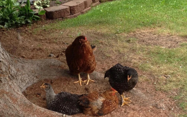 Gardenside Bed and Breakfast