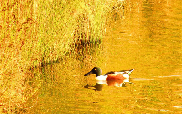 PylaApts - Apartments near the beach