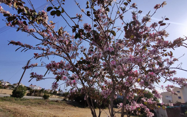 Palm garden paradise