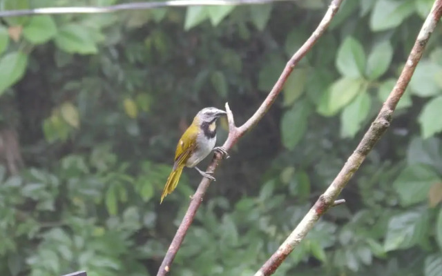 Pura Vidaville - Hiker's Hideaway