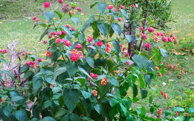 Ecolodge Coppola Guesthouse