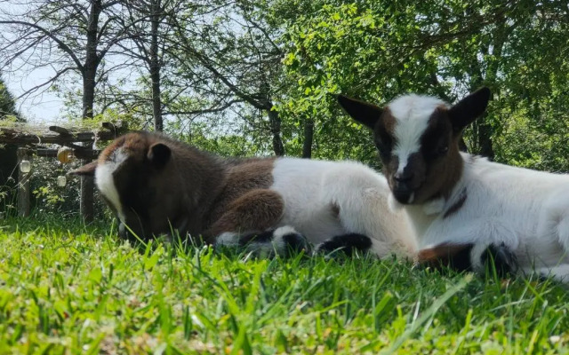 Quinta Padre Lobo