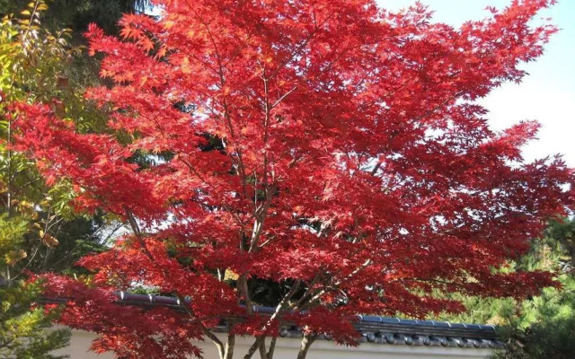 Towada So