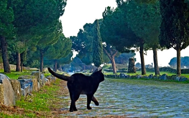 B&B Appia Felis