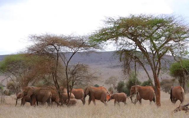 Taita Hills Safari Resort & Spa