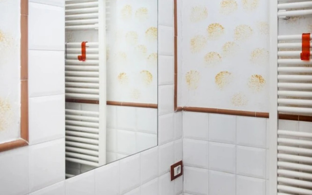 Ulivo in Maltraverso