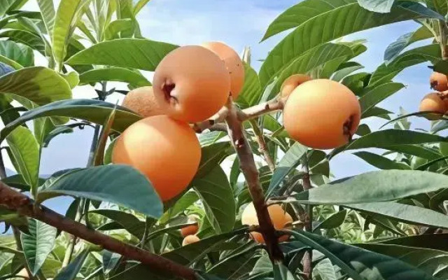 Anji Banshan Yunju Holiday Homestay