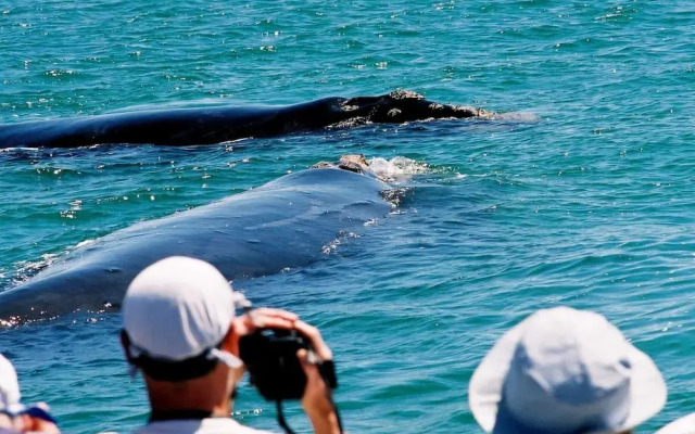 The Whale on Main B&B