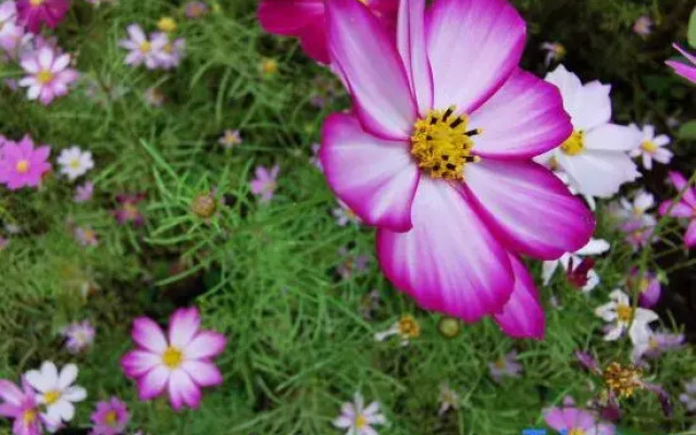 Tomato tree Youth Hostel