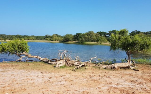 Wild Panthera Yala