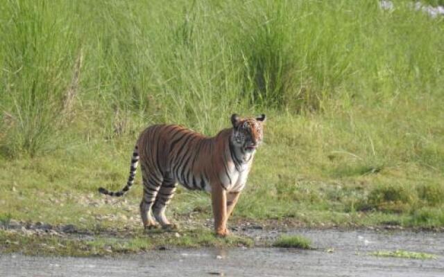 Tiger Tops Tharu Lodge