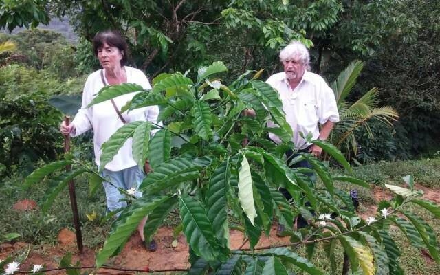 Rainforest Yasmin Hotel