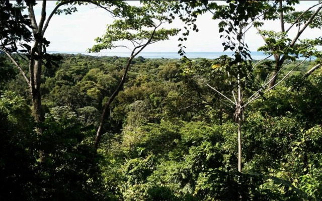 Nature Observatorio Amazing Treehouse