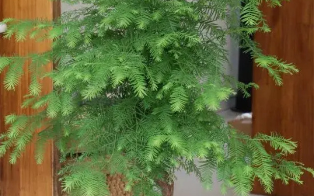 Shuimu Yunxiao Huanxi Courtyard B&B (Dali Ancient Town Branch)