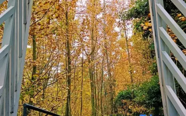 Qingcheng Mountain Suxi Qingshan Forest Homestay
