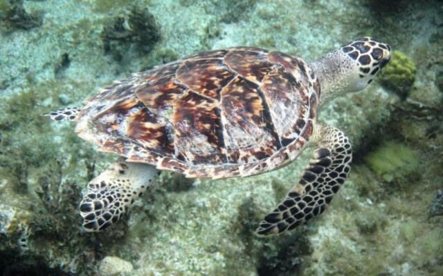 Pine Cay, Turks and Caicos