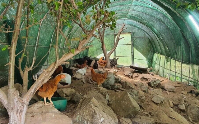 Wondumag Minbak