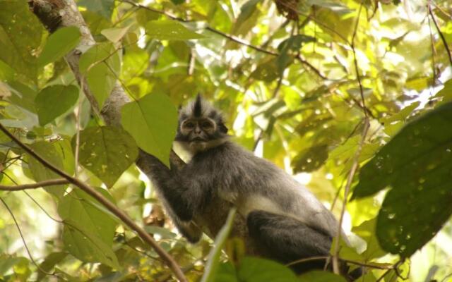 Hutan Subur guest house