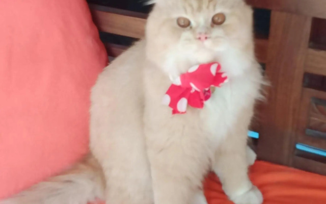 Shalana Homestay- formerly Teka Teki House