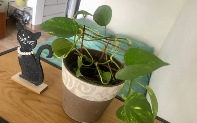 Pri piratski mački - At the pirate cat - Dal gatto pirata