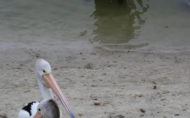 Tin Can Bay Tourist Park