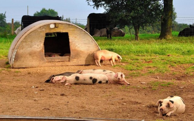 Mongolian Yurts Fordhall Organic Farm