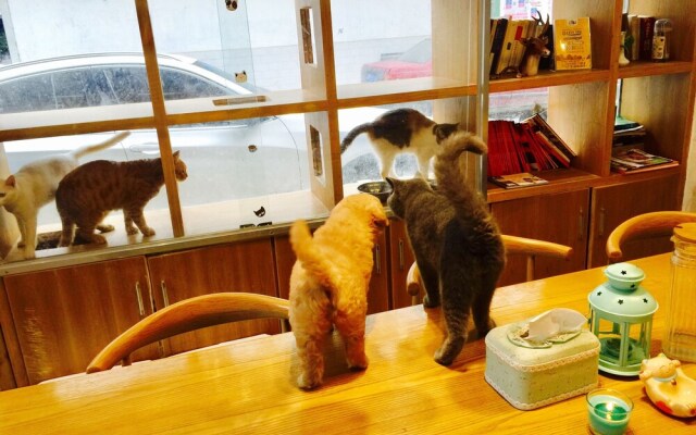 meeting the cats hostel